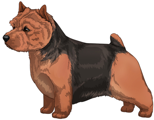 Norwich Terrier