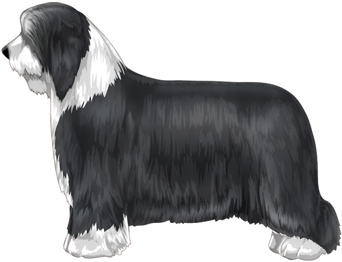 Bearded Collie