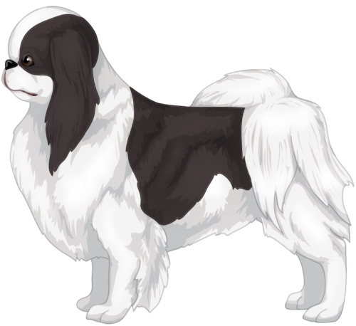 Japanese Chin