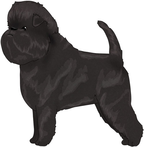 Affenpinscher