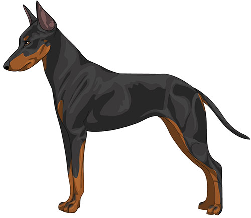 Manchester Toy Terrier