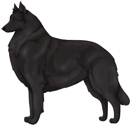 Belgian Sheepdog