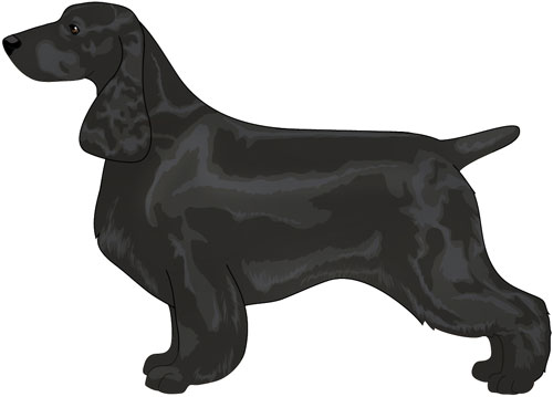 Field Spaniel