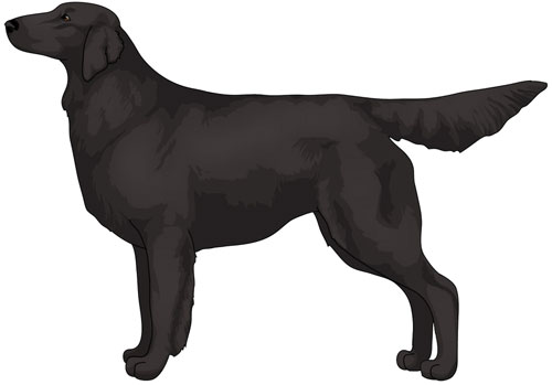 Flat-Coated Retriever