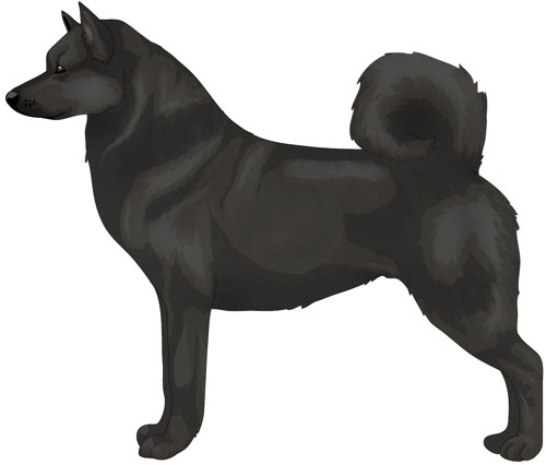 Norwegian Buhund