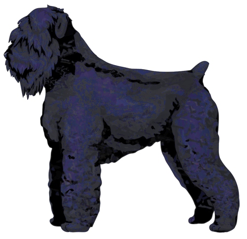 Black Russian Terrier