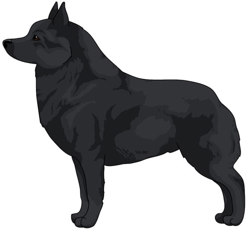 Schipperke