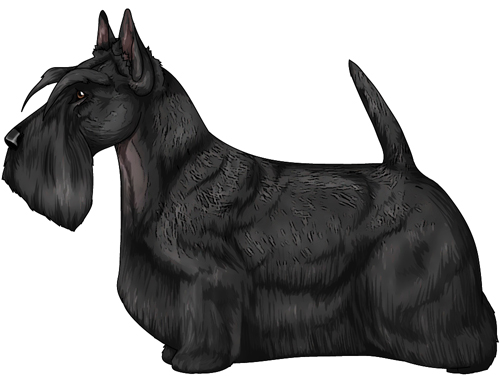 Scottish Terrier