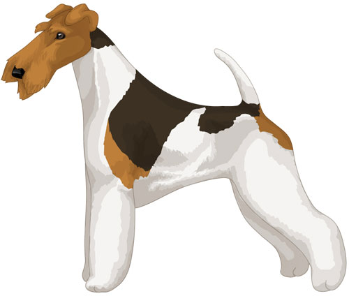 Wire Fox Terrier