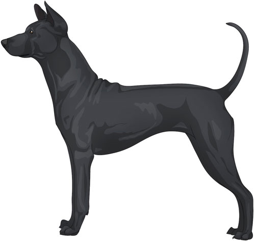 Thai Ridgeback