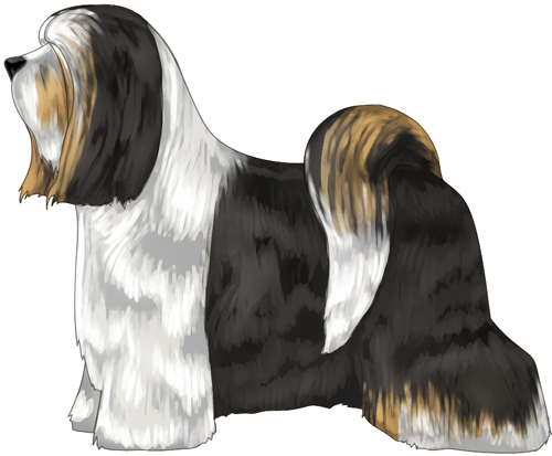 Tibetan Terrier