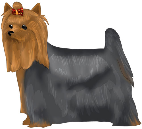 Yorkshire Terrier