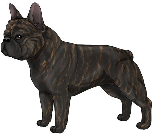 French Bulldog