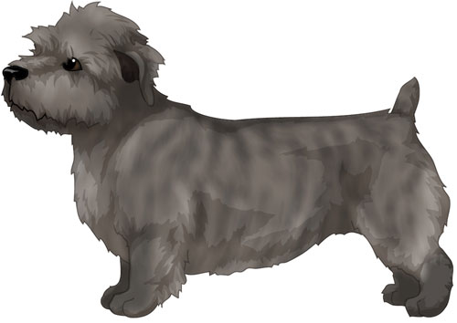 Glen of Imaal Terrier