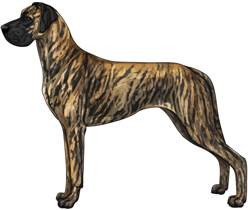 Great Dane