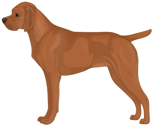 Portuguese Pointer