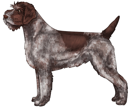 Wirehaired Pointing Griffon