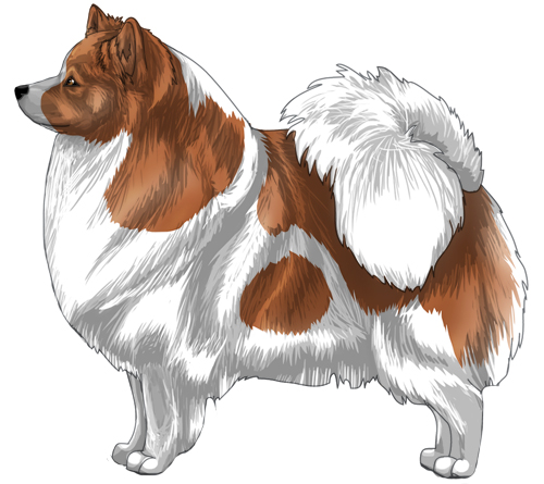 German Spitz