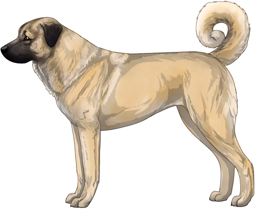 Anatolian Shepherd