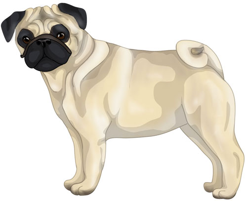 Pug