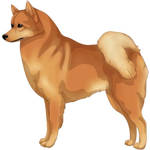 Finnish Spitz