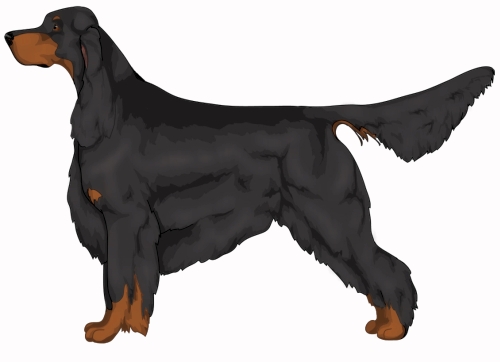 Gordon Setter