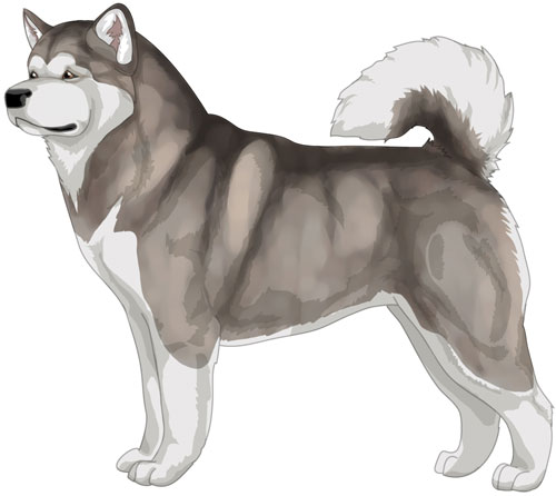 Alaskan Malamute