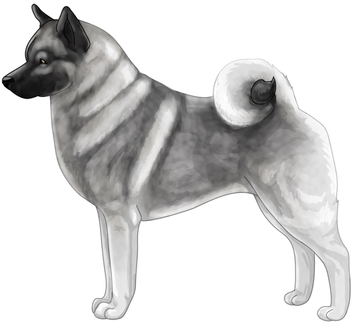 Norwegian Elkhound