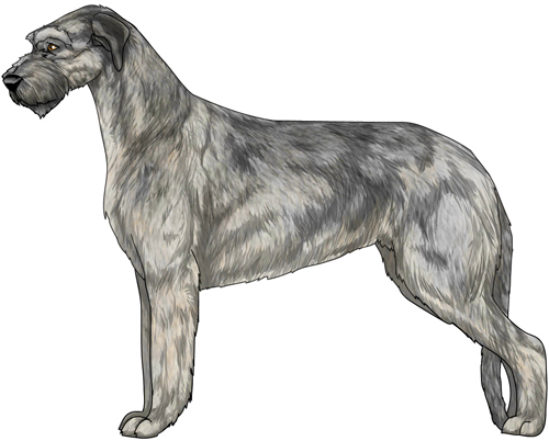 Irish Wolfhound