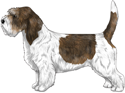 Petit Basset Griffon Vendeen