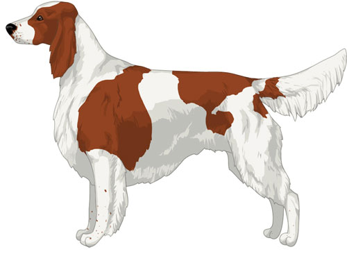 Irish Red and White Setter