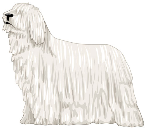 Komondor