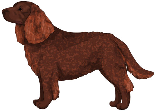 American Water Spaniel