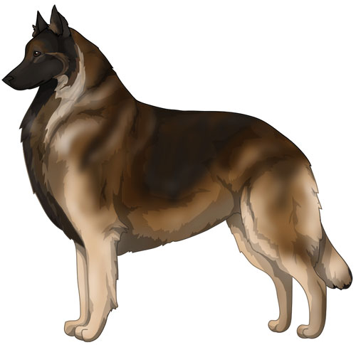 Belgian Tervuren