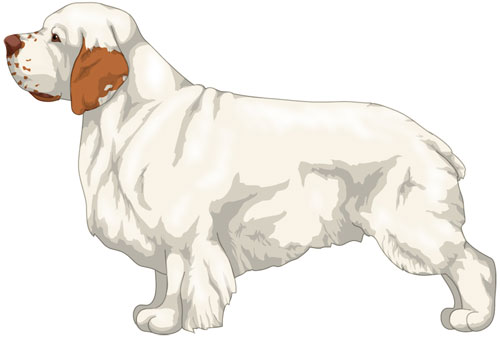 Clumber Spaniel