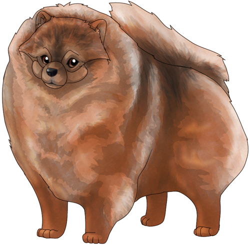 Pomeranian