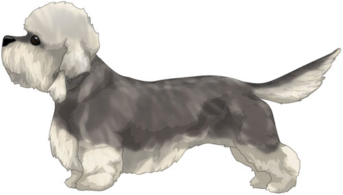 Dandie Dinmont Terrier