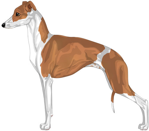 Italian Greyhound