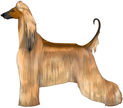 Afghan Hound