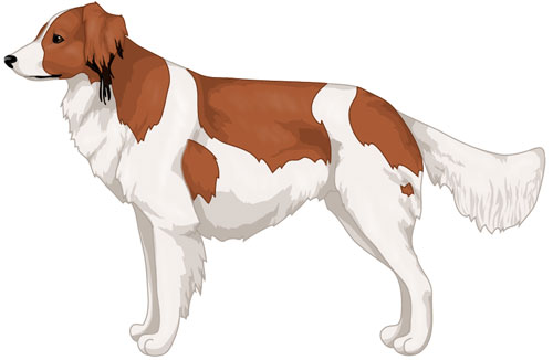 Kooikerhondje