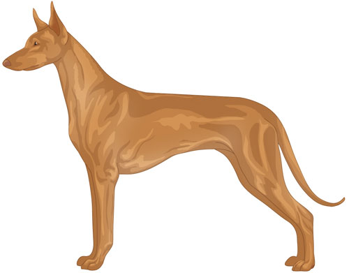 Pharaoh Hound