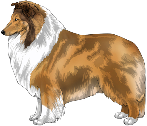 Collie