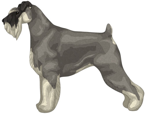 Standard Schnauzer