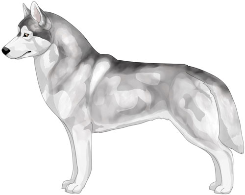 Siberian Husky