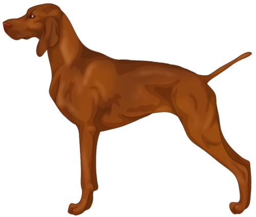 Vizsla