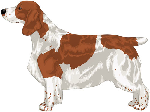 Welsh Springer Spaniel