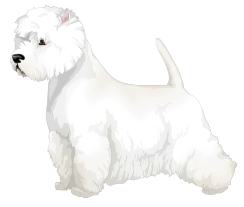 West Highland White Terrier