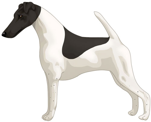 Smooth Fox Terrier