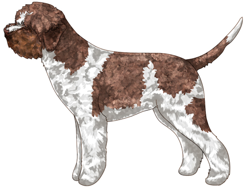 Lagotto Romagnolo