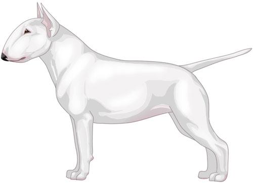 Miniature Bull Terrier